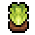 Faux Tide Lettuce icon
